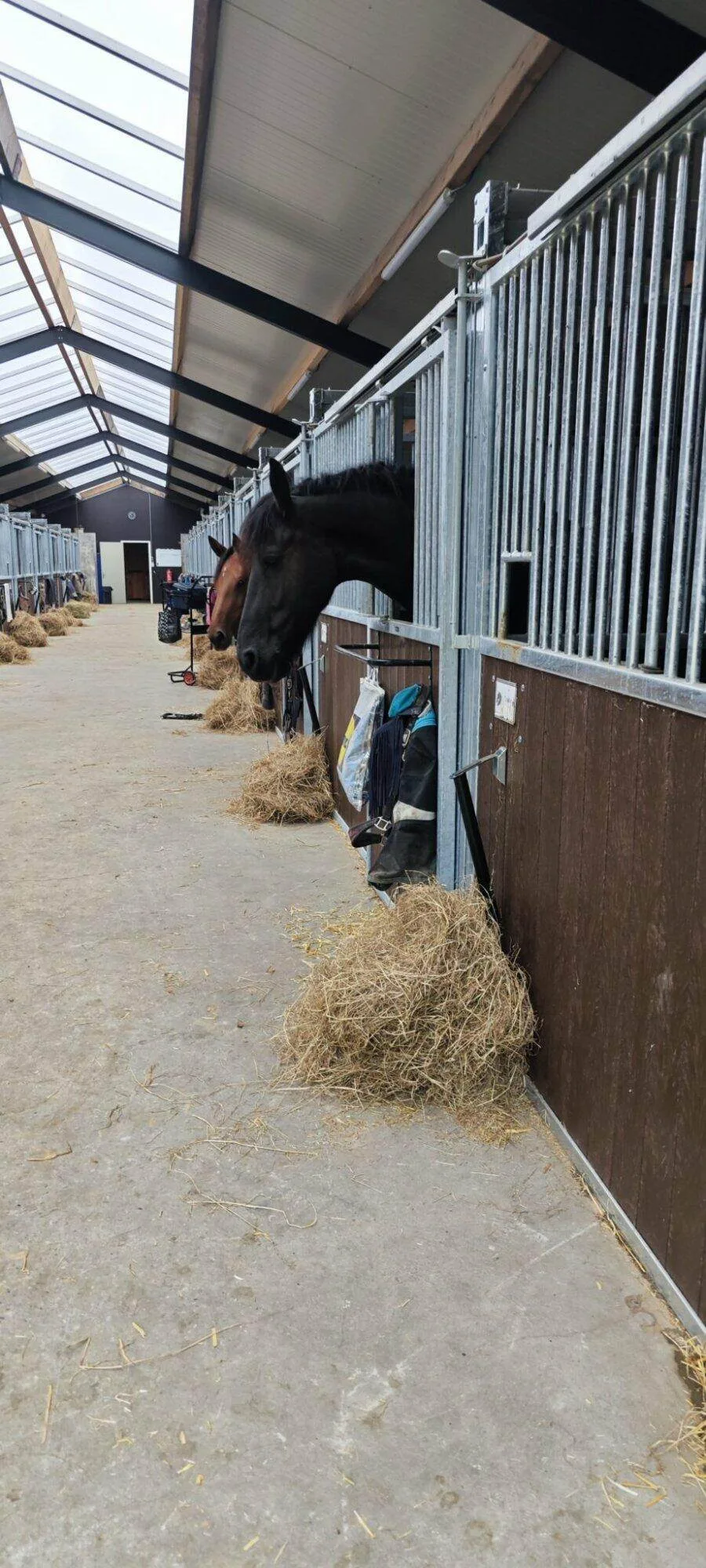 Waarom je paard meenemen naar Knollegruun?