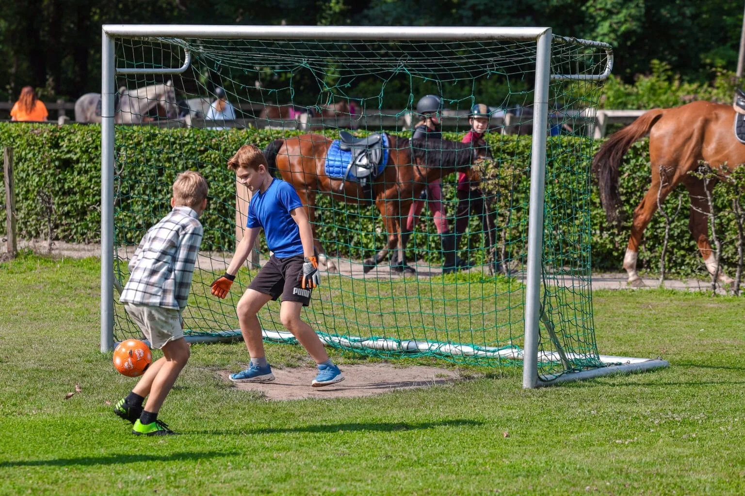Ponykamp in de heerlijke omgeving van Drenthe
