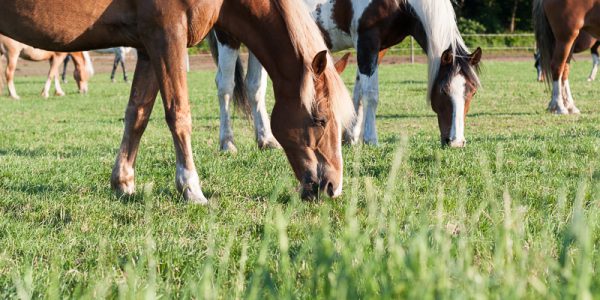 Knollegruun pony's in de wei